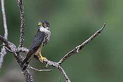 Peregrine