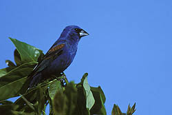 Blue Grosbeak