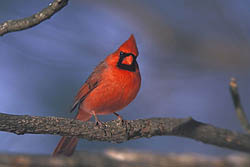 Northern Cardinal