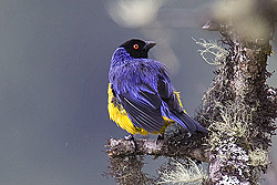 Hooded Mountain-tanager