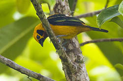 Golden Tanager