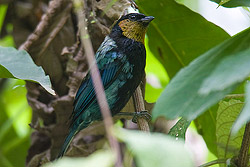 Silver-backed Tanager