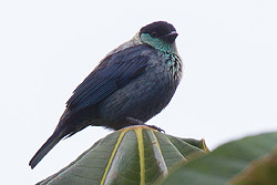 Black-capped Tanager