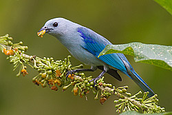 Blue-grey Tanager