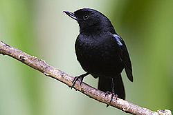 Glossy Flowerpiercer