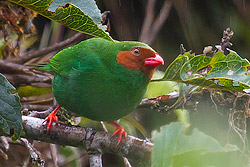 Grass-green Tanager