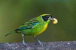 Green-and-gold Tanager