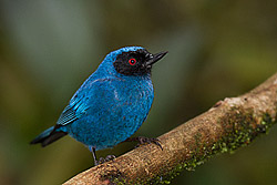 Masked Flowerpiercer