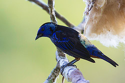 Opal-rumped Tanager