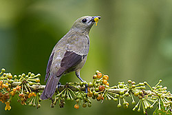 Palm Tanager