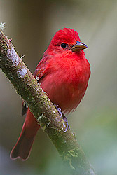 Summer Tanager