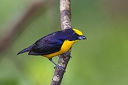 Thick-billed Euphonia