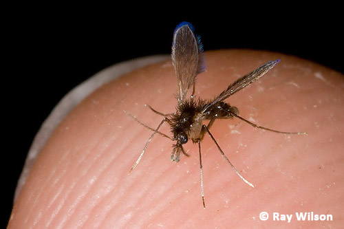 leishmaniasis infection influe parasitaire virulence heure une scalibor cuzco andes machu picchu enemy humble