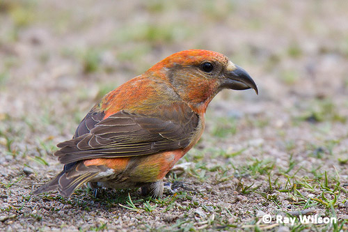 Scottish Crossbill