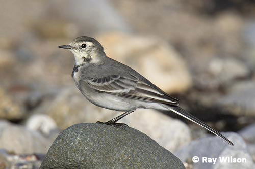 Pied-Wagtail-002-Barns-Ness.jpg