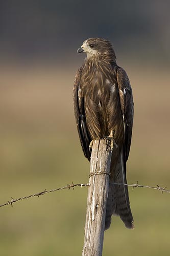 0708 Black Kite