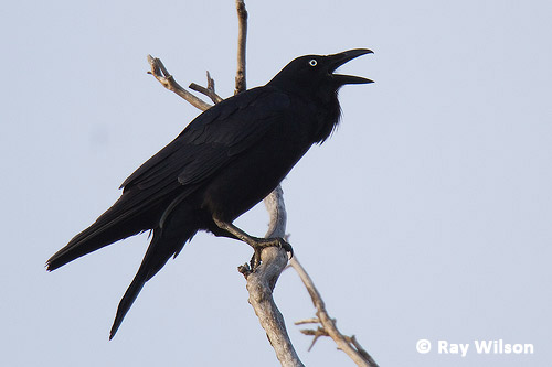 Parat vulkansk Personligt Australian Raven - Corvus coronoides