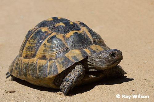 greek spur thighed tortoise