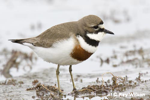 double banded plover charadrius bicinctus trip permission form