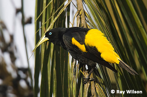 Yellow rumped bird named Cacique (latin name Cacicus cela) is