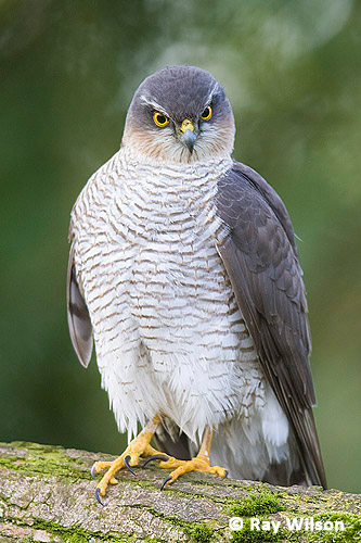 2009-04-05_JS8Q7678_female_sparrowhawk.jpg