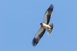 Booted Eagle