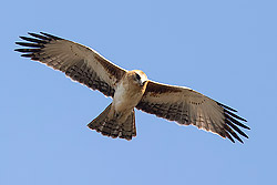 Booted Eagle