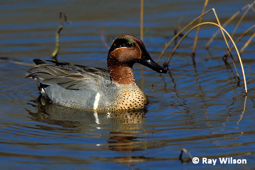 Green Winged Teal Anas Crecca Carolinensis