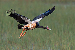 Magpie Goose