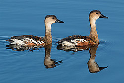 Magpie Goose