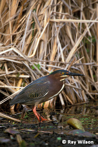 Green Heron Butorides Virescens