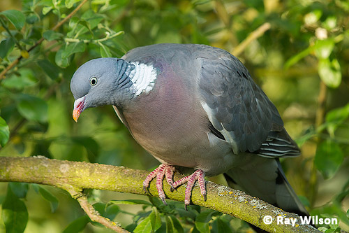 Common Woodpigeon Columba Palumbus