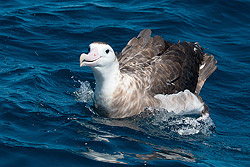 Antipodean Albatross