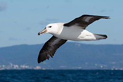 Black-browed Albatross