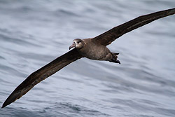 Black-footed Albatross