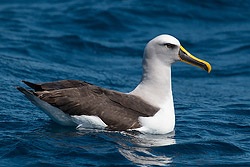 Buller's Albatross