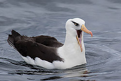 Indian Yellow-nosed Albatross