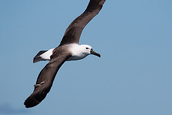 Indian Yellow-nosed Albatross