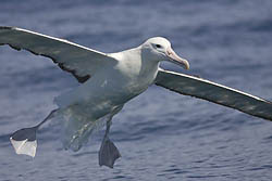 Southern Royal Albatross