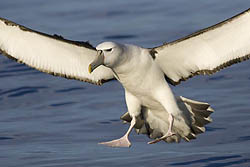 White-capped Albatross