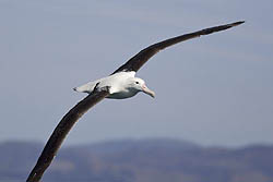 Northern Royal Albatross