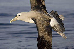 Salvin's Albatross