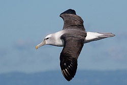 "Shy-type" Albatross