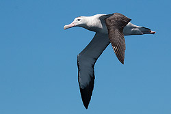 Wandering Albatross