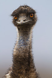 Emu