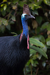 Southern Cassowary