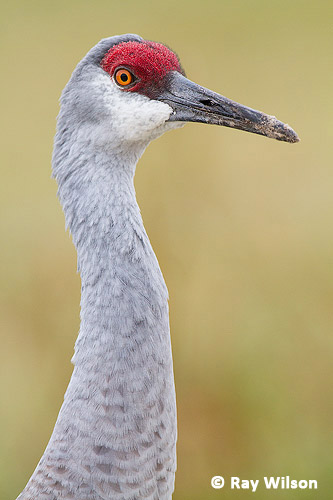 Sandhill Crane Antigone Canadensis