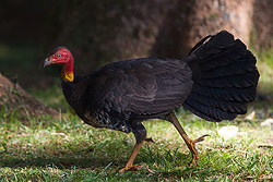 Australian Brush-turkey