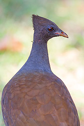 Orange-footed Scrubfowl