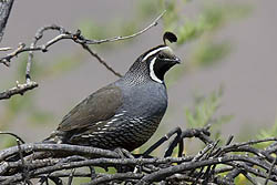 Magpie Goose